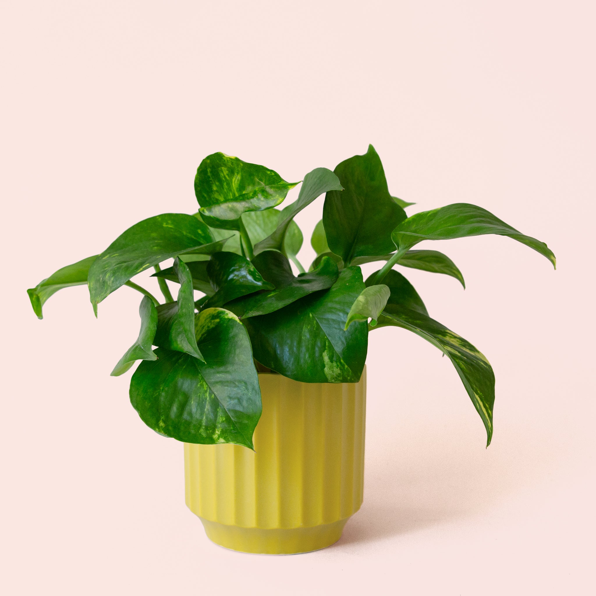 Pothos | Variegated