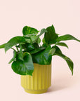 Pothos | Variegated