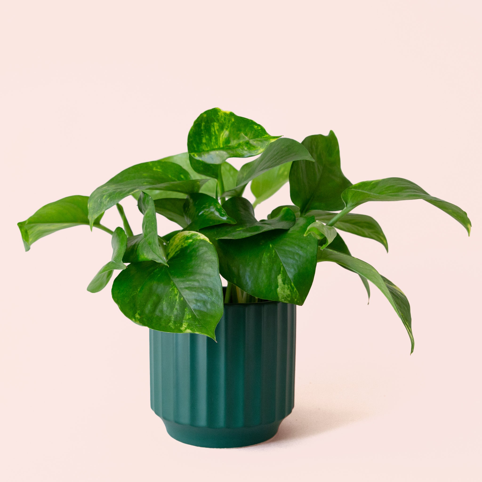 Pothos | Variegated