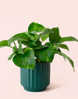 Pothos | Variegated