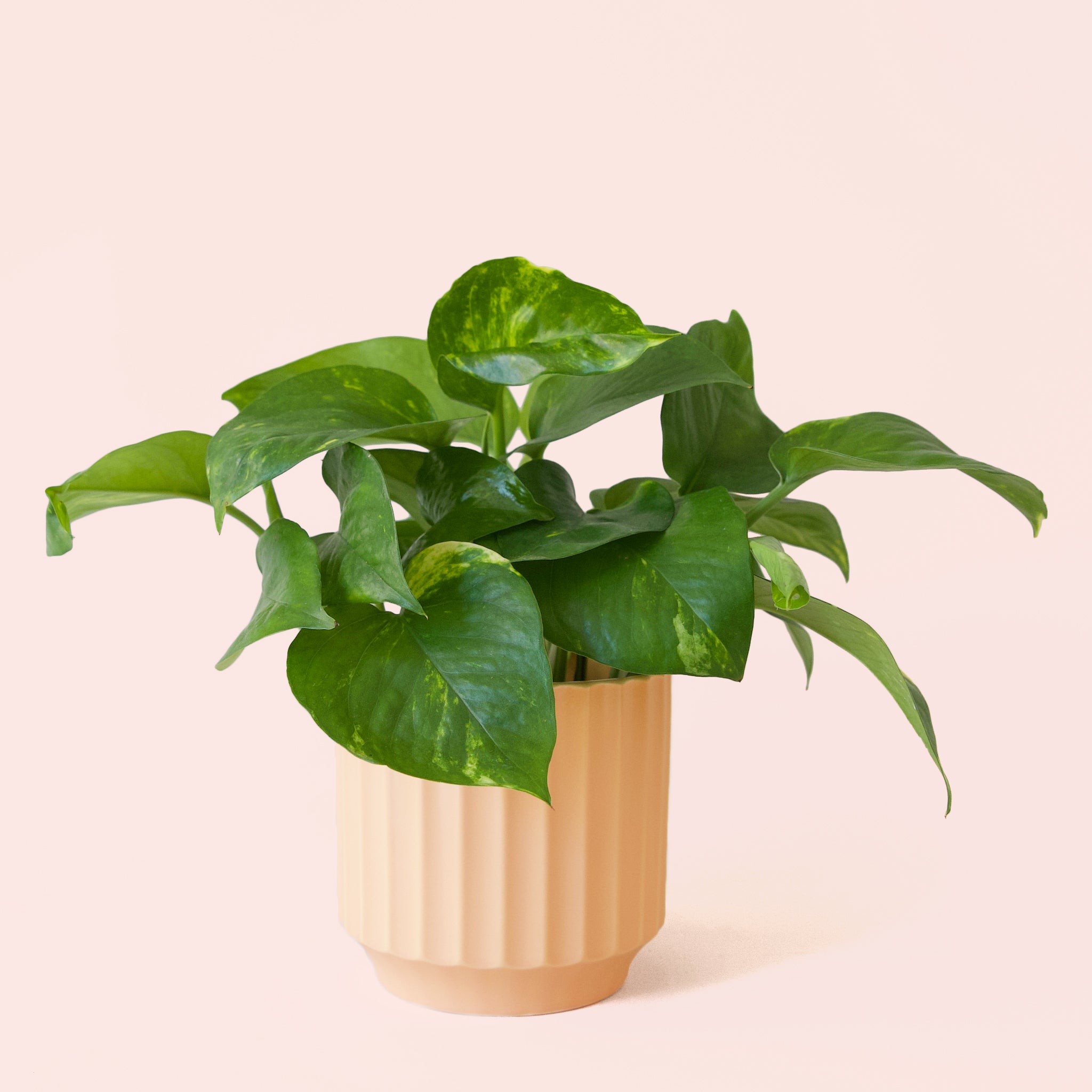 Pothos | Variegated