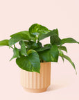 Pothos | Variegated