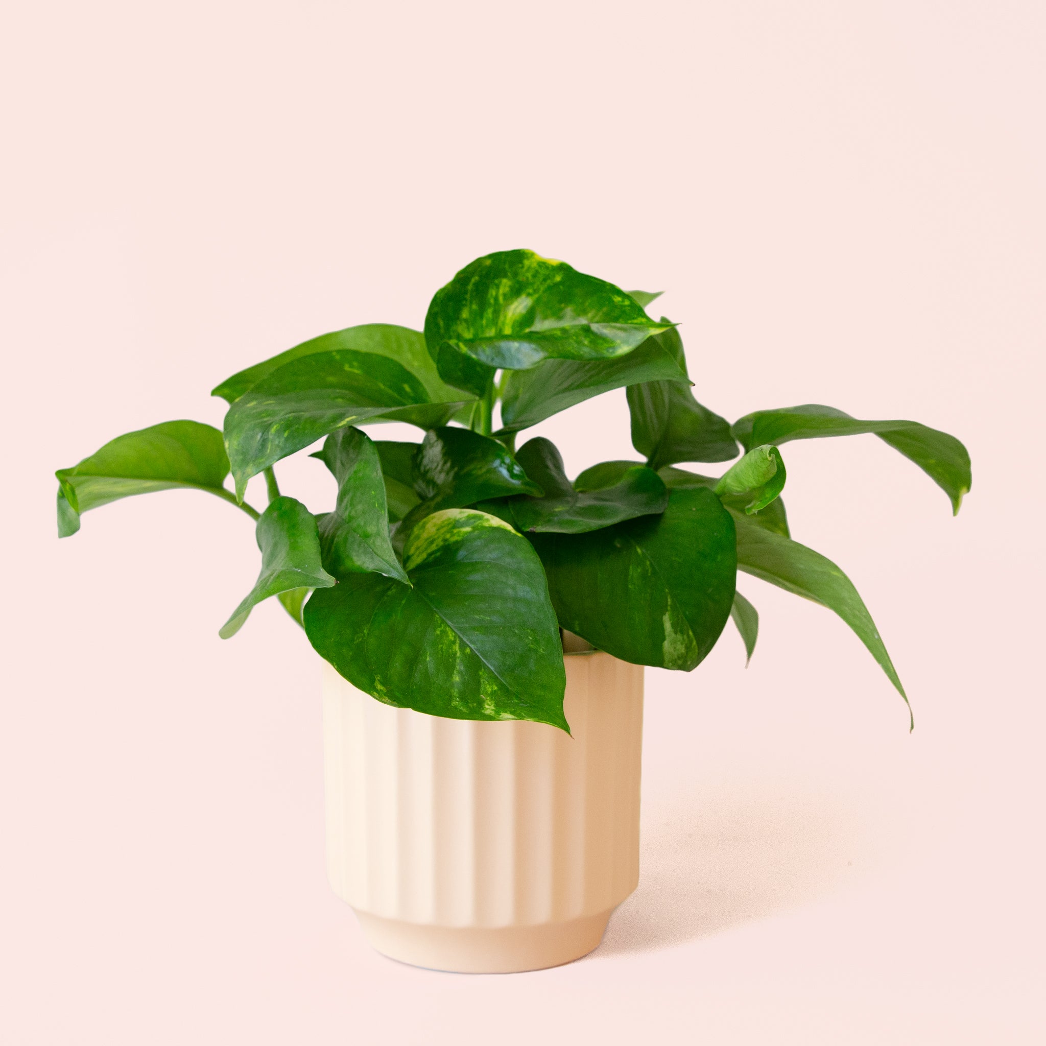 Pothos | Variegated