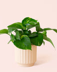 Pothos | Variegated