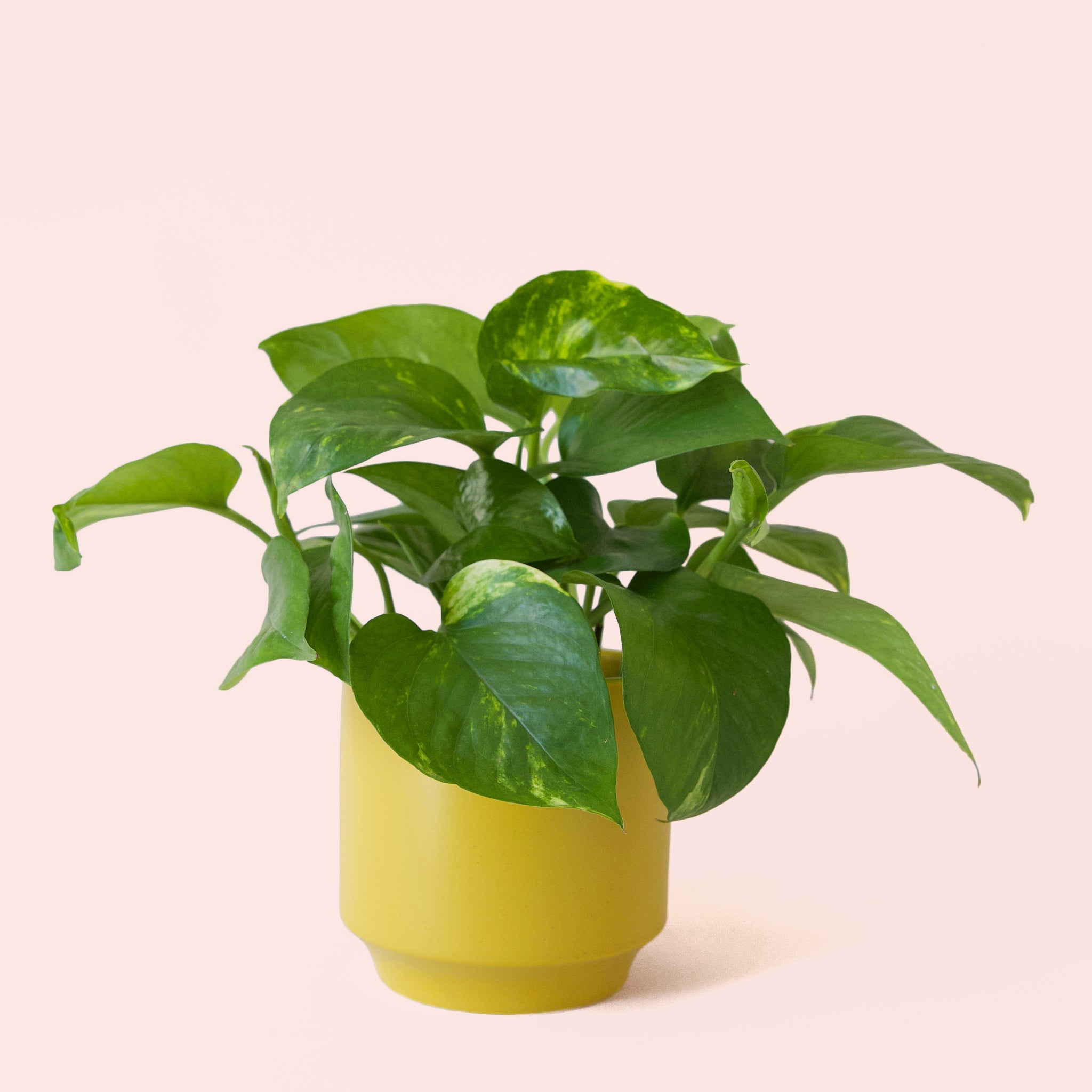 Pothos | Variegated