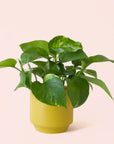 Pothos | Variegated