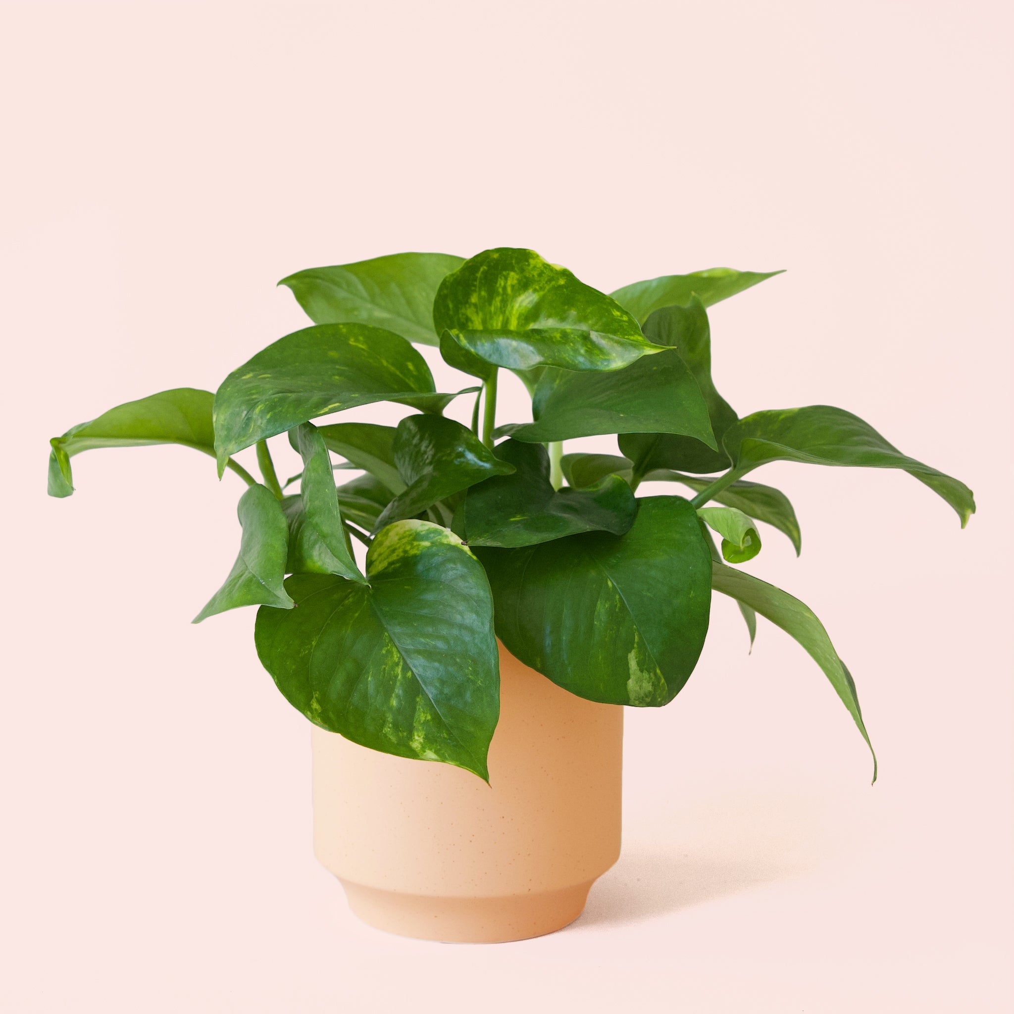 Pothos | Variegated