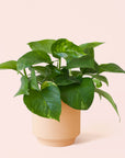 Pothos | Variegated