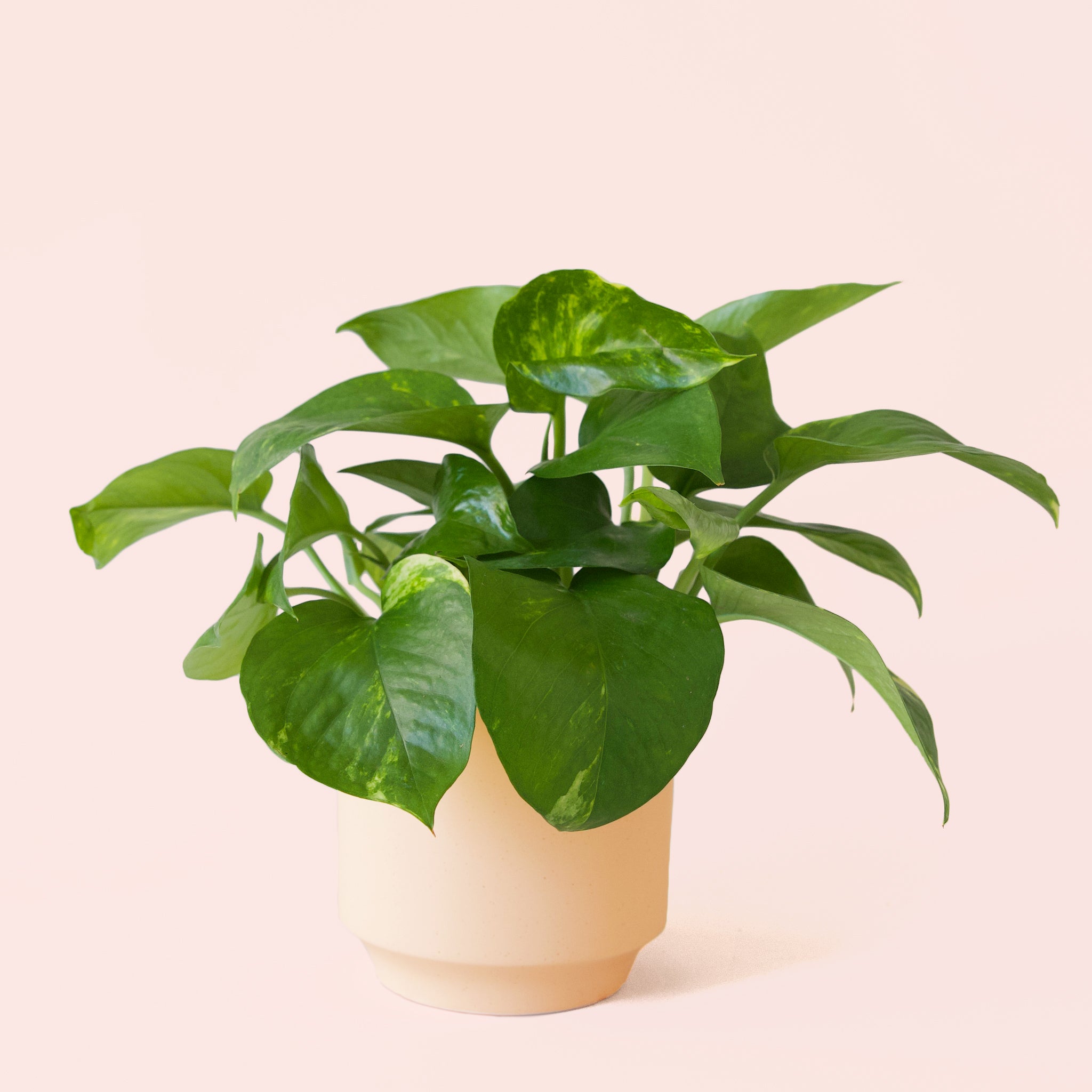 Pothos | Variegated