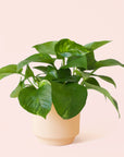 Pothos | Variegated