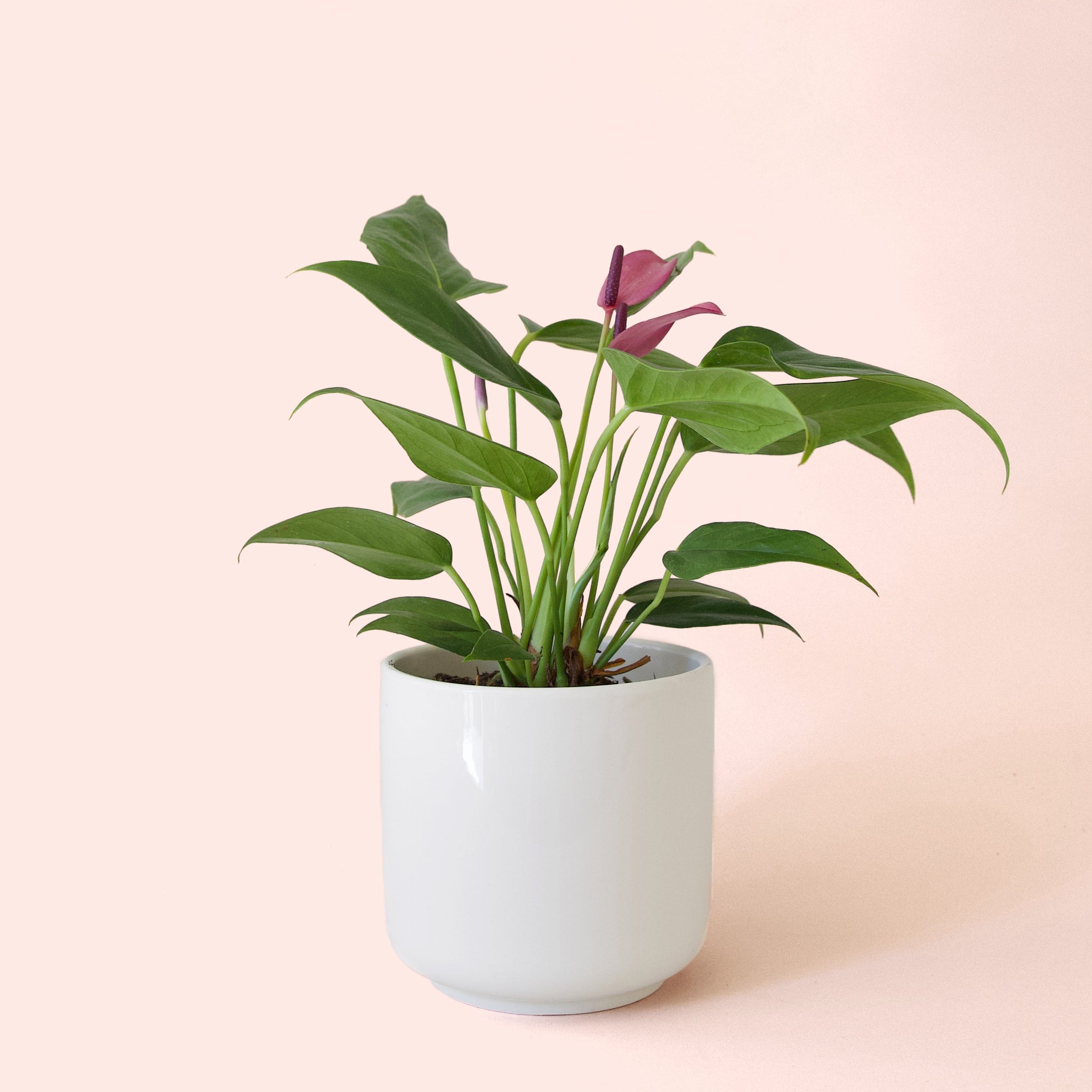 Anthurium | Zizou