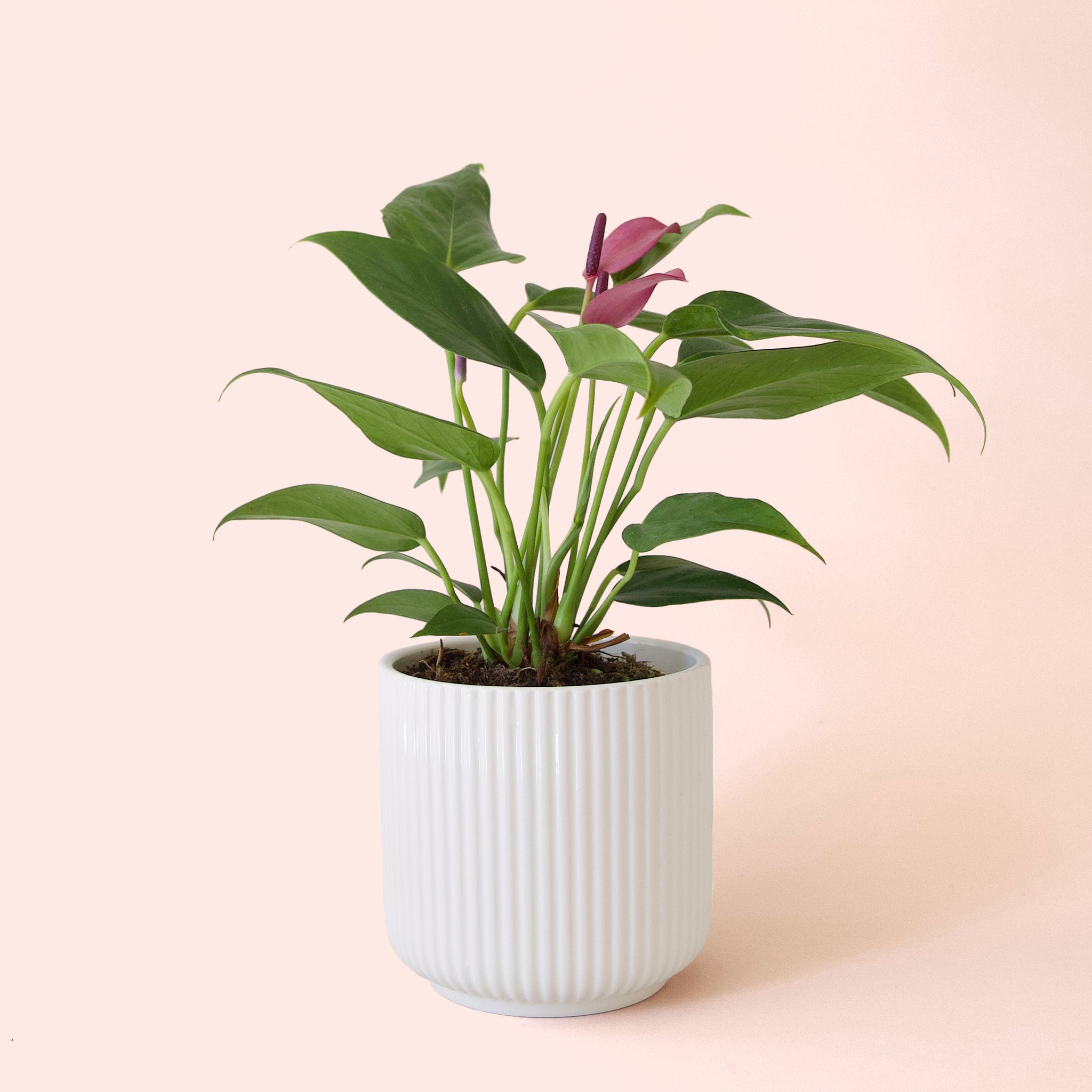 Anthurium | Zizou