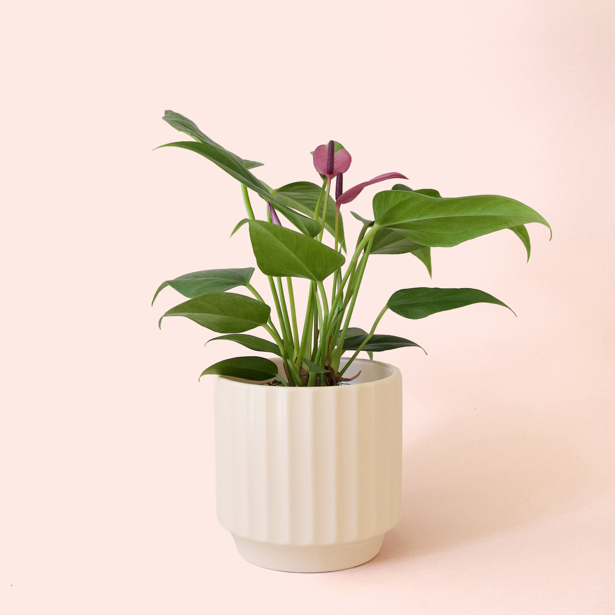 Anthurium | Zizou