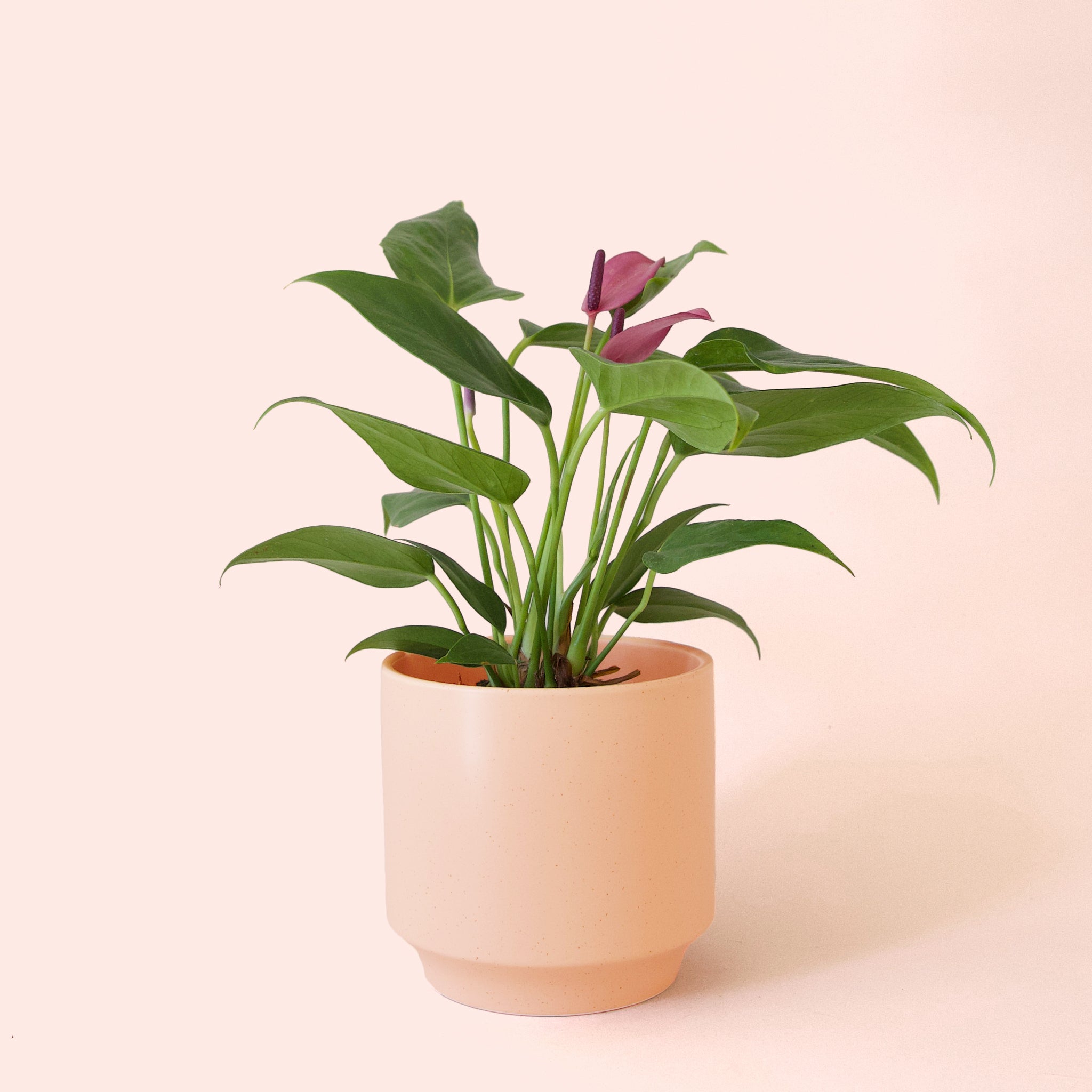 Anthurium | Zizou