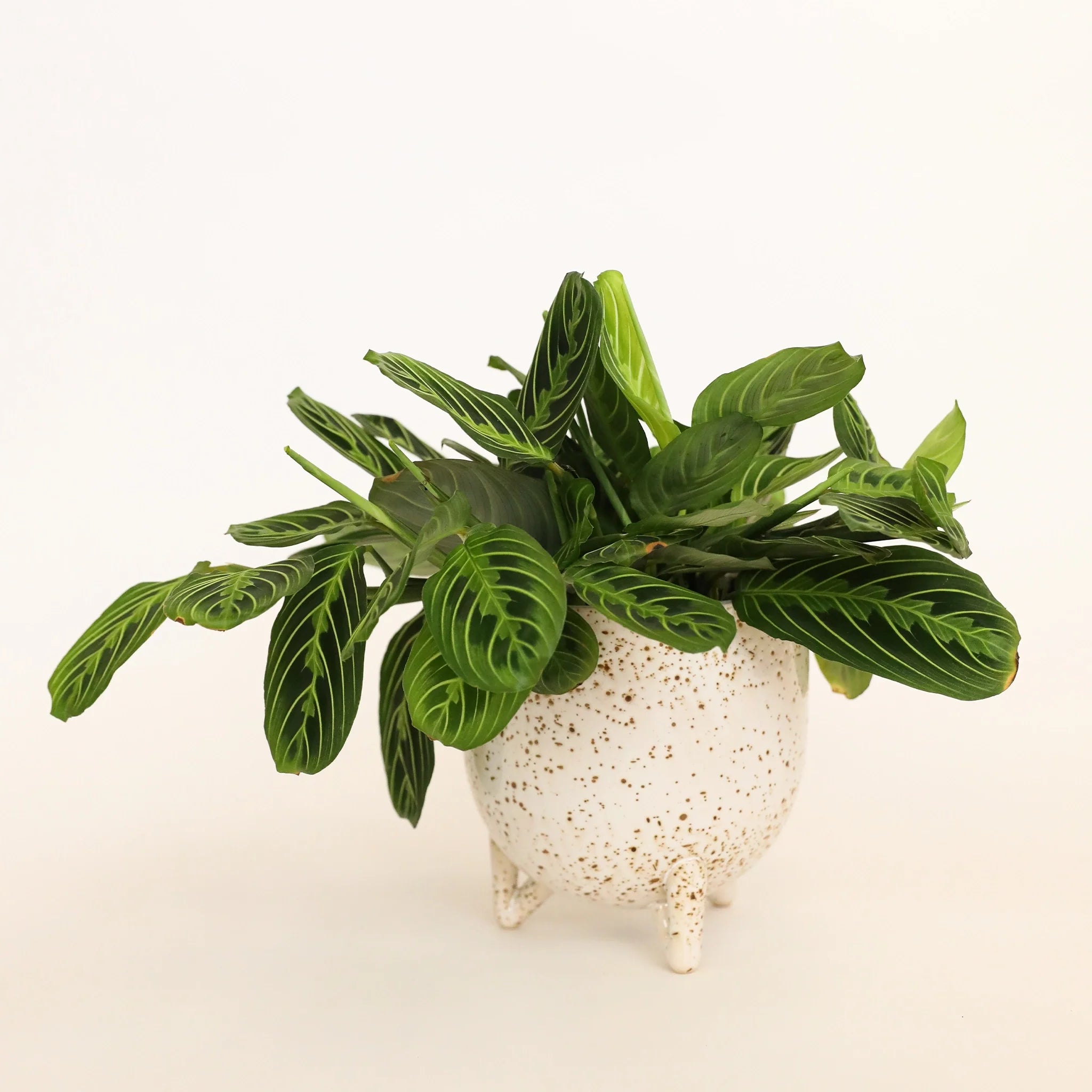 In front of a white background is a round footed pot. The pot is a cream color with dark brown specks. Inside the pot is bright green prayer plant. 