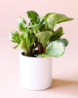 a peperomia obtusifolia marble with rounded leaves featuring green and yellow marbling.