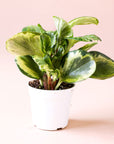 a peperomia pbtusifolia marble with rounded leaves featuring green and yellow marbling.