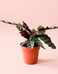 a calathea lancifolia with narrow, wavy leaves in varying shades of green. and deep purple undersides