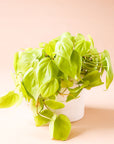 a philodendron neon plant with vining lime green leaves in a white pot