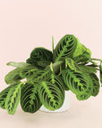 a lush green plant with shades of green to lime green featuring a striped patten on its leaves. 