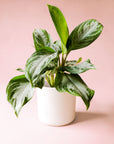 Chinese evergreen silver bay in a white pot