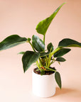 a philodendron congo with dark green pointed leaves and light green stems