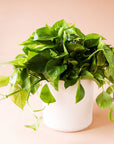 Variegated green and white Pothos plant that is full of fresh, plump leaves and growing green stems. Plant is potted in a solid white ceramic pot.