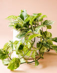 In front of a pink background is a white cylinder pot with a marble queen pothos inside. The plant has long green vines that fall down the side of the pot. The leaves are yellow and green variegated.