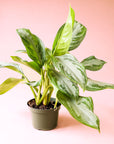 Chinese evergreen silver bay in a green pot