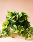 Variegated green and white Pothos plant that is full of fresh, plump leaves and growing green stems. Plant is potted in a solid white ceramic pot.