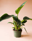 a philodendron congo with dark green pointed leaves and light green stems