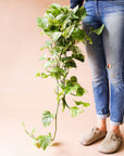 wearing blue jeans and a navy blue sweatshirt. She is holding a marble queen pothos. It has long green vines that fall to the ground. The leaves are green and yellow variegated.