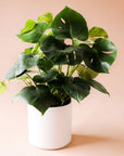 a monstera deliciosa with lush dark green heart shaped leaves sits in a white pot