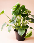 a monstera deliciosa with lush dark green heart shaped leaves sits in a brown pot