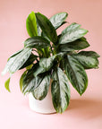 Chinese evergreen silver bay with many leaves in a white pot