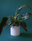 a philodendron congo with dark green pointed leaves and light green stems