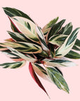 Against a white background is the birds eye view of a triostar plant. The leaves of this plant are green with a blush color painted on the leaves. The bottom of the leave s are dark pink.