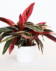 Against a white background is a triostar in a white pot. The long, tall leaves of this plant are green with a blush color painted on the leaves. Some leaves are more green while others are more blush. The bottom of the leaves are dark pink.