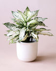 An Aglaonema First Diamond plant in a white pot. It has many spear shaped leaves speckled with light and dark green colors.