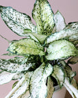 Upclose of the leaves of an Aglaonema First Diamond plant in a white pot. It has many spear shaped leaves speckled with light and dark green colors.