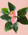 birds eye view of a pink anthurium