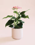 an anthurium sweet dreams with bright green leaves and hot pink flowers sits in a light pink pot