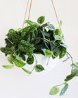 Hanging in front of a white background is a rounded white pot being held by three brown leather ropes. Inside the pot is a satin pictus. The plant has long stems that fall down the sides of the pot. On the stems are wide leaves with a pointed end. There are silver specks on the top of the leaves.