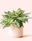 Aglaonema | First Diamond