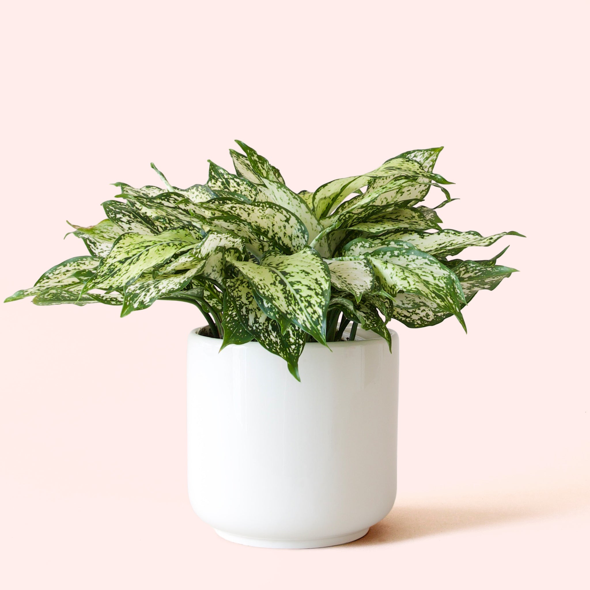 Aglaonema | First Diamond