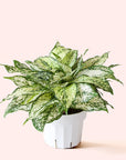 Aglaonema | First Diamond