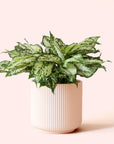 Aglaonema | First Diamond