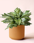 Aglaonema | First Diamond