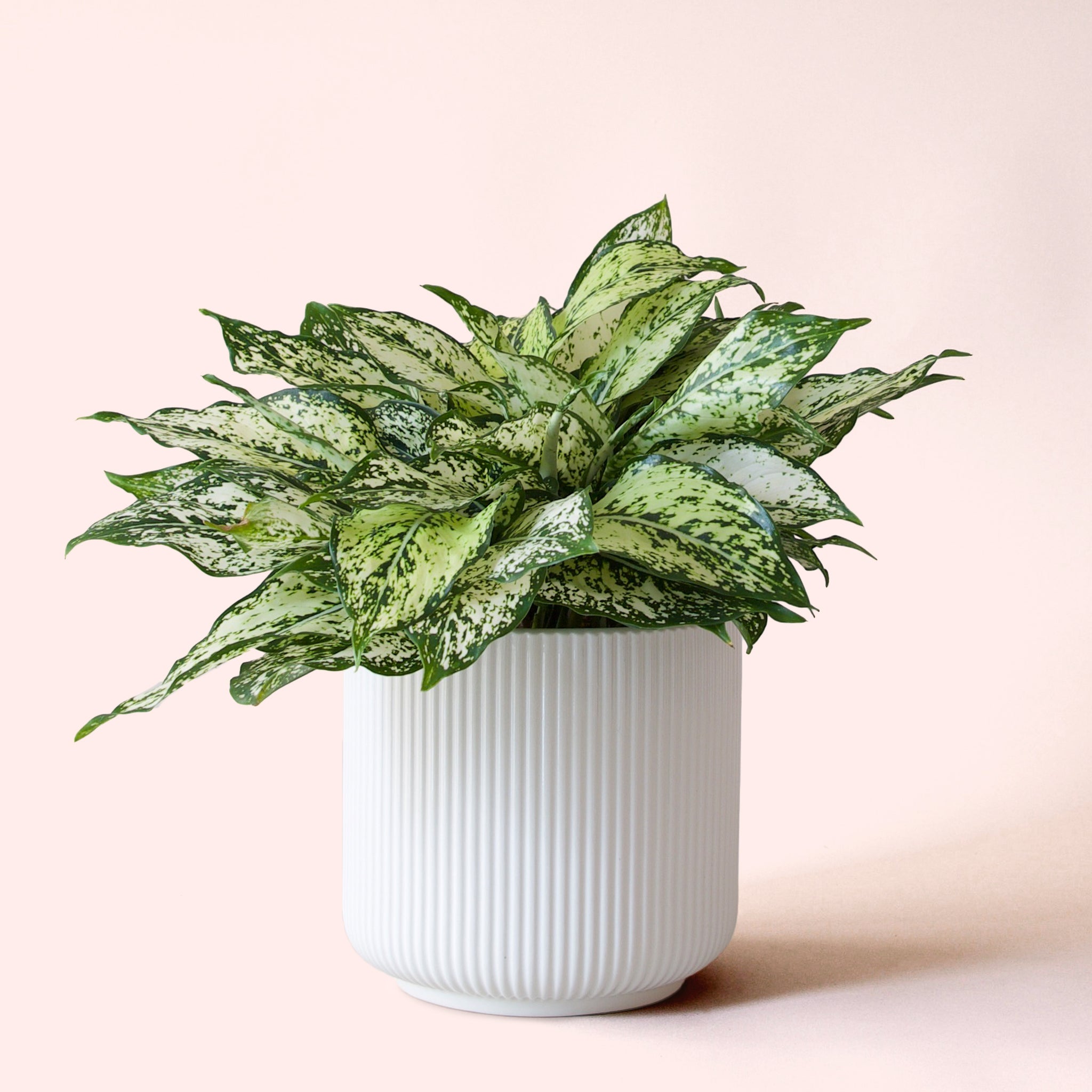 Aglaonema | First Diamond