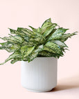 Aglaonema | First Diamond